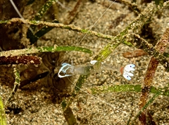 Ancylomenes magnificus