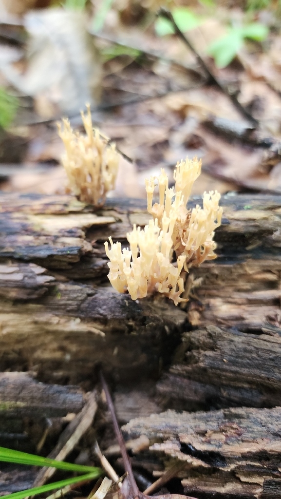 crown-tipped coral fungus · August 2026 · photo: Photo: (c) Kevin Andros, some rights reserved (CC BY) · iNaturalist
