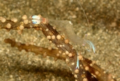 Ancylomenes magnificus