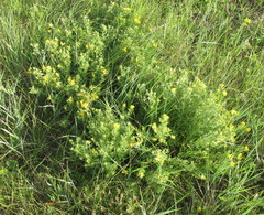 Chamaecytisus austriacus