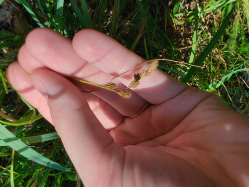 Carex tribuloides, photograph 2