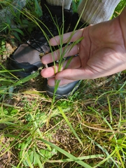 Carex tribuloides, photograph author not stated, no rights reserved