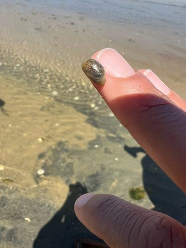 Haminoea solitaria, 2026-08-05