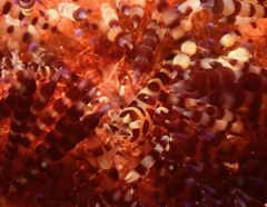 Periclimenes colemani