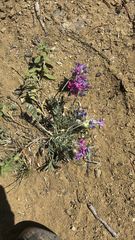 Oxytropis besseyi