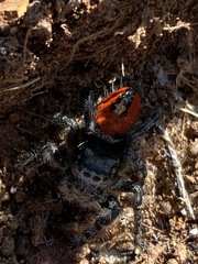 Phidippus phoenix