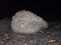Erinaceus