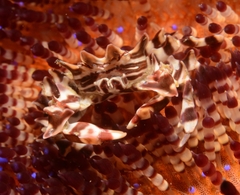 Zebrida adamsii