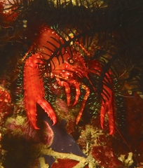 Enoplometopus occidentalis