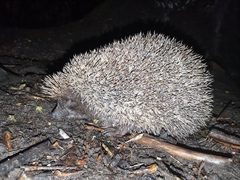 Erinaceus