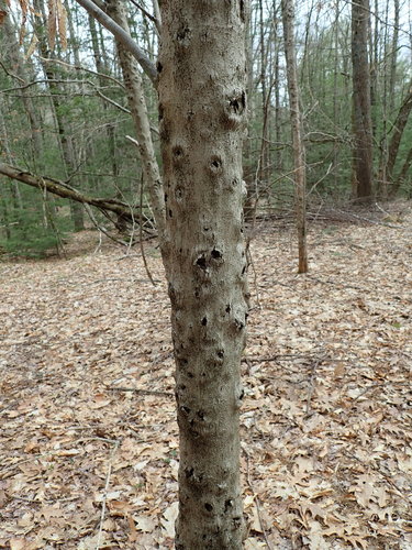 Beech Bark Canker Fungus