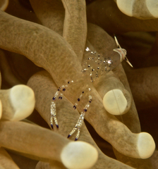 Ancylomenes venustus