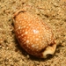 Lined-lip Cowrie - Photo (c) erickaye, some rights reserved (CC BY-NC)