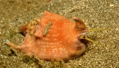 Euprotomus bulla image