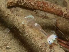 Ancylomenes magnificus