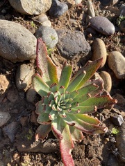 Dudleya ingens