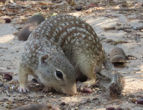 Rio Grande Ground Squirrel
