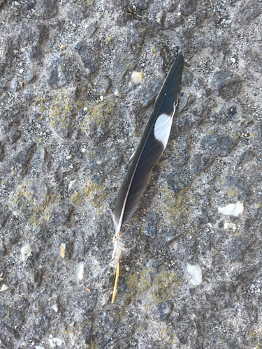 Plume de Hirondelle rustique