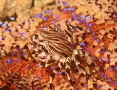 Zebrida adamsii