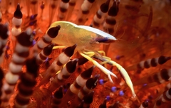 Allopontonia brockii