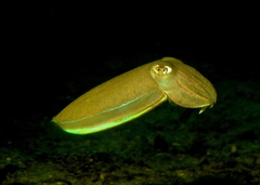 Sepia latimanus