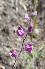 Streptanthus glandulosus glandulosus