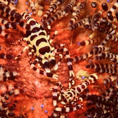 Periclimenes colemani