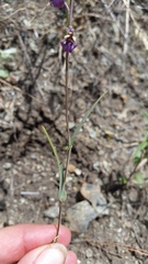 Streptanthus glandulosus glandulosus