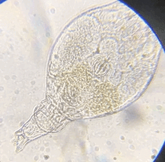 Philodina megalotrocha