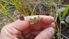 Trifolium albopurpureum