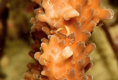 Tetralia glaberrima