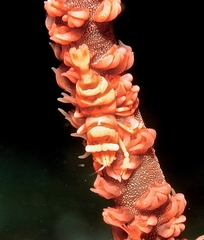 Pontonides ankeri
