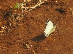 Belenois