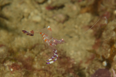 Ancylomenes luteomaculatus