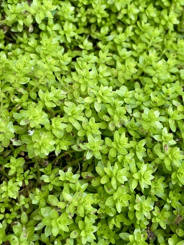 Micranthemum glomeratum observed 2026-08-06
