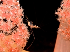 Manipontonia psamathe