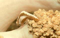 Hippolyte commensalis