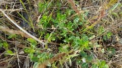 Monardella purpurea