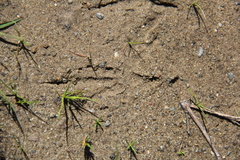Aphelocoma californica