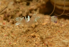 Ancylomenes magnificus