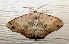 Melanolophia signataria