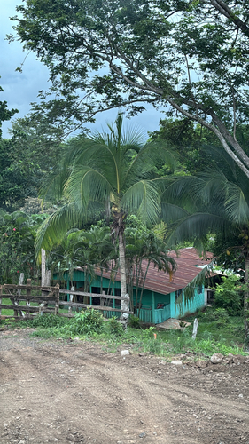 coconut palm