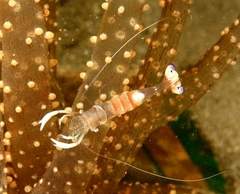 Ancylomenes magnificus