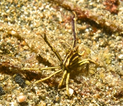Ceratocarcinus longimanus