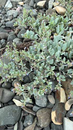 Oysterplant