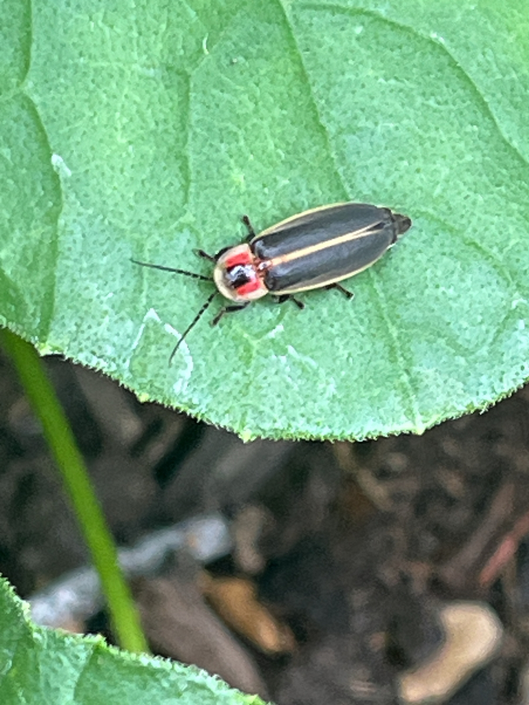 Common Eastern Firefly