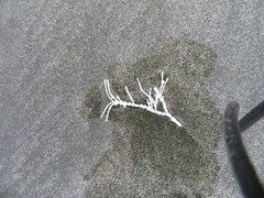 Calliarthron tuberculosum