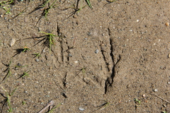 Aphelocoma californica