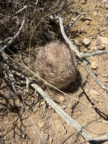 Desert Spinystar