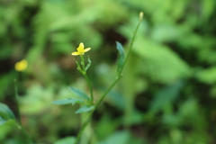 Ranunculus cantoniensis